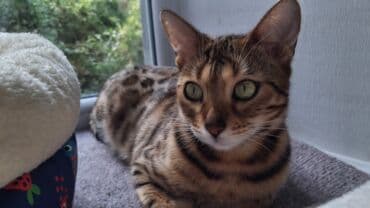 отдам котенка в добрые руки: На бронь бенгальские котята,свободны две девочки,к переезду будут — 9