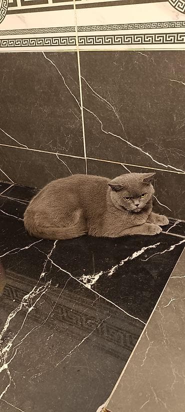 Кошки: Британская короткошёрстная кошка, окраса «голубой». отдам даром в — 2