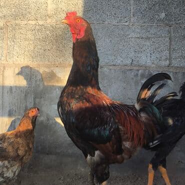 купить собаку доберман в бишкеке: Продаю | Петух | Дакан | Для боев — 1