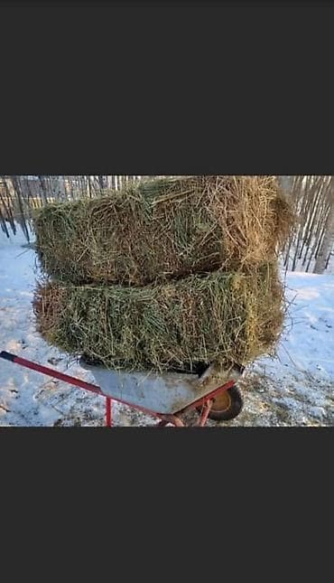 Продаю срочно 1 укос! Остались последние 4 тюка разнотравье, трава at lalafo.kg Продаю срочно 1 укос! Остались последние 4 тюка разнотравье, трава