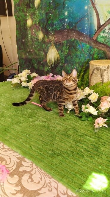 новорожденные котята: Красивейшие бенгальские котята. большие четкие розетки .контрастный — 6