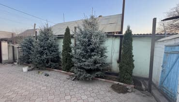 Саженцы деревьев: Ели