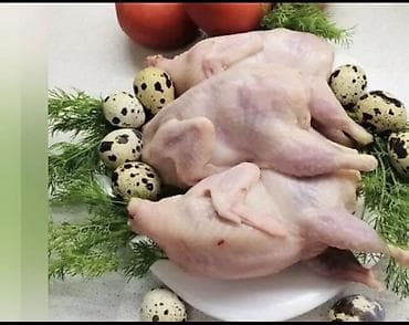 Перепела и продукция перепеловодства - Породы: японский (дикий окрас) — 4