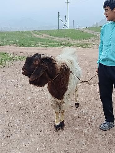 щенок овчарки: Продаю | Козёл (самец) | Для разведения | Племенные — 4