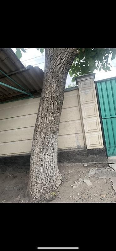 продам яблоки на переработку: Дерево для заготовки древесины. Порода: орех (по листве и коре) — 2