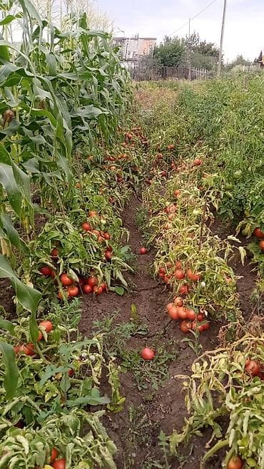 кара балта недвижимость: Продаю дом 17 соток Панфиловский район село Чалдовар по первой линии — 3