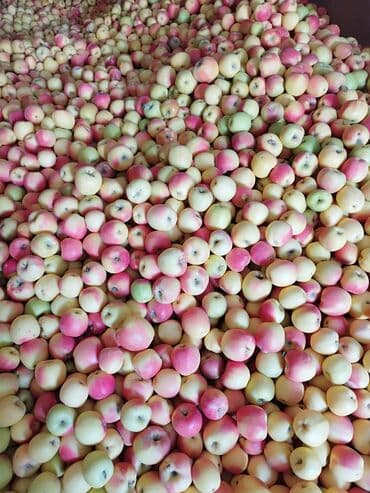 Фрукты: Яблоки — 4