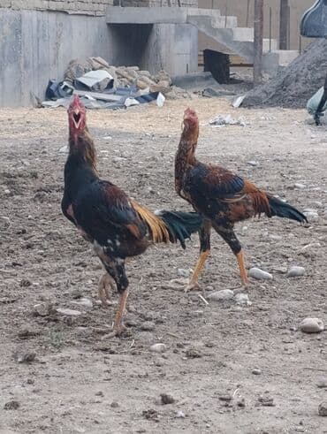 породистые козы: Продаю | Петух | Бойцовая | Для разведения — 4