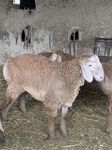 продам коз: Продаю | Баран (самец) — 3