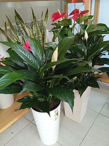 обмен цветы: Комнатные растения в декоративных кашпо В наличии эффектные комнатные — 7