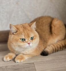 отдам котенка в добрые руки: 1 жаш, Ургаачы, Эмделген — 1