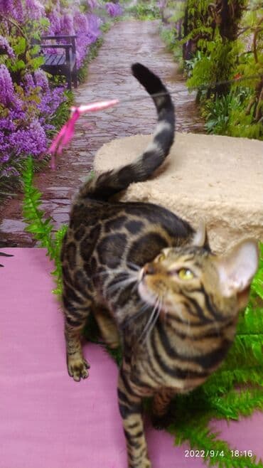 сколько стоит котенок британской золотой шиншиллы: Красивейшая бенгальская кошечка 6мес. Профессиональный Питомник — 5