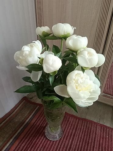 Пионы белые, со своего сада, для букетов. цена от 100с/шт