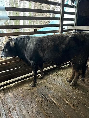 жаныбарлар: Сатам | Бука (эркек) | Швиц | Бордоп семиртүү үчүн — 2