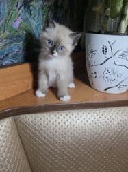 Сиамская, 1 месяц, Девочка, Приучена к лотку