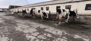 Продаю | Корова (самка) | Для молока | Племенные, Стельные, Искусственник