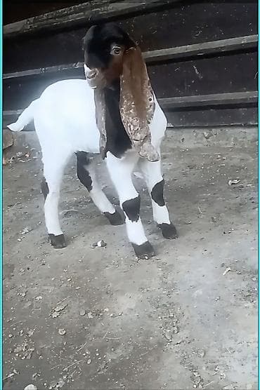 кукуруза беловодское: Продаю | Козлёнок | Камори — 2