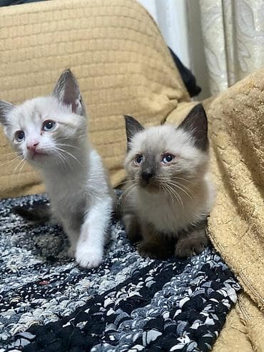 продаю сфинкса: В Продаже Породные котята окраса колор-пойнт (сиамоидного типа) — 2