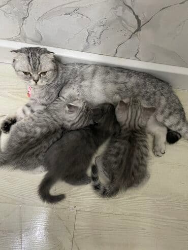 купить вислоухого котенка в бишкеке: Продаётся котёнок! 🐾 Очаровательный породистый шотландский котёнок — 8