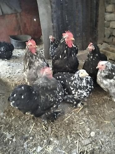 куры минорки: Продаю | Петух | Кохинхин | Для разведения — 7
