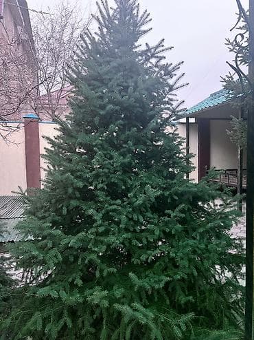 новогодняя ель: Продаю елки, очень пышные и красивые, длина около 2 метров, продам — 5