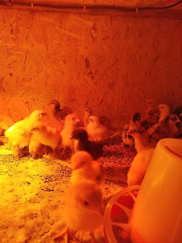 сколько стоит попугай какаду цена: Продаются цыплята,парода смешаннаякуры все мясояичного — 3