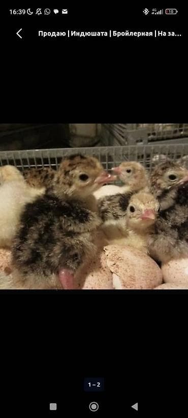 отдам животных в хорошие руки: Продаю суточных индюшат Бронзывый серернокавказкая порода 70 шт — 1