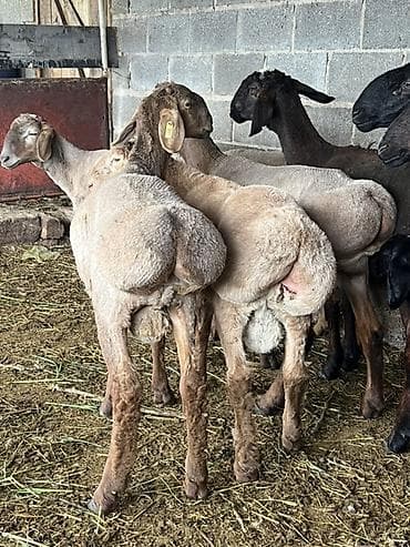 каби корим: Продаю | Ягненок | На забой, Для разведения — 3