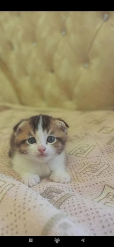 голубая кошка: Скотиш Фолд (Шотландская вислоухая), 1 месяц, Мальчик, Приучена к лотку — 1