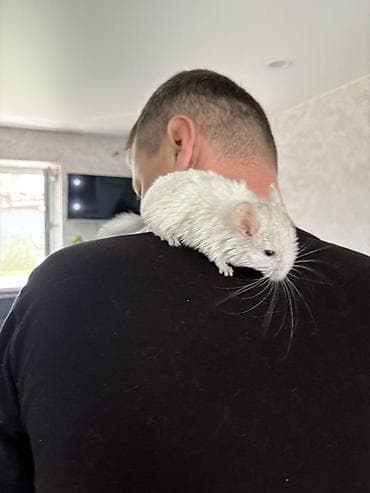 Шиншилла (белый окрас) 1,5 месяца Мальчик Ручной На 4 и 5 фото отец