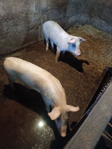 наполнители для кошек: Продаю | Поросенок — 2