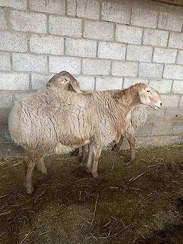 Товары и оборудование для с/х животных: Продаю | Баран (самец) | Арашан | Для разведения — 2