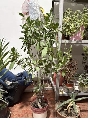 разновидные кактусы: Распродажа цветов от 50с и выше также есть Олеандр, герань, тд — 10