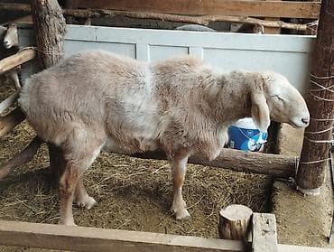 Продаю | Овца (самка) | Для разведения | Племенные