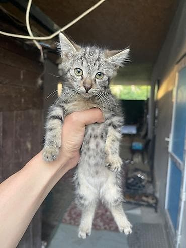 Вязка кошек: Котята - мама крысалов, очень игривые, очень шустрые — 4