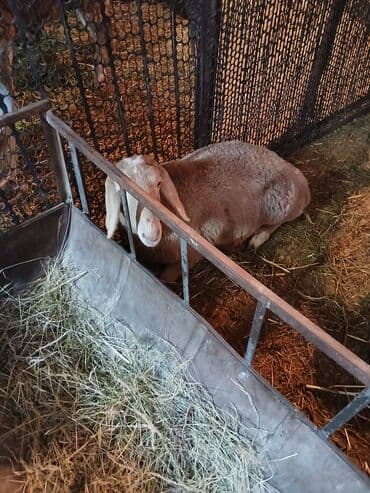 уургачы тай: Продаю | Овца (самка) | Арашан — 3