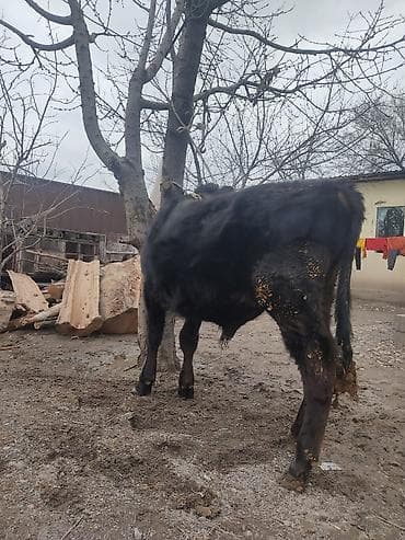 телочки бычки: Продаю | Бык (самец) | На откорм | Привязанные — 7