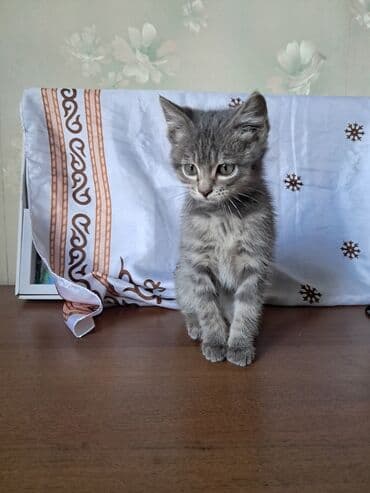 корм для домашних животных: Отдам даром в добрые руки. Котёнку 2 месяца. К лотку приучена, хорошо — 2