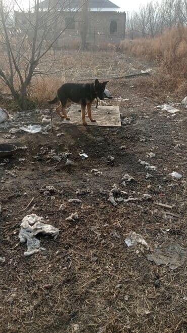 купить европейскую овчарку: Немецкая овчарка, классического черно‑подпалого окраса 6 месяцев — 3