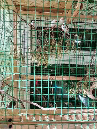 Аквариумдар: Продаю амадинок, свои птенчики, молоденькие, но самостоятельные, есть — 3