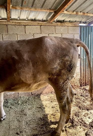 бык семец: Продаю | Корова (самка) | Для разведения, Для молока | Привязанные — 5