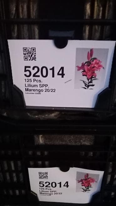 оптом кийимдер: Луковицы лилий (Lilium spp.) — профессиональные сортовые партии — 5