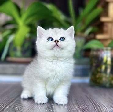 британские короткошерстные котята: Британская короткошёрстная, 1 месяц, Мальчик, Серебристая шиншилла — 2