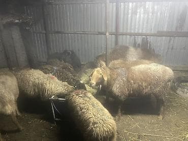 Продаю | Баран (самец), Овца (самка), Ягненок | Для разведения | Матка at lalafo.kg Продаю | Баран (самец), Овца (самка), Ягненок | Для разведения | Матка