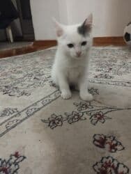 отдам котенка в добрые руки: Ищем семью для малыша. Мальчик. Возраст 2,5 месяца,к лодку приучен — 3