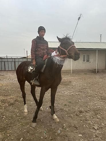 кунаи: Продаю | Жеребец | Английская | Конный спорт — 1