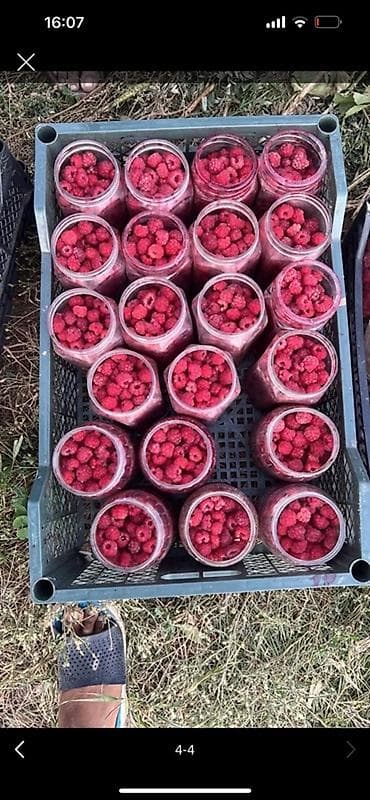 бойцовские петухи: Малина Оптом — 4