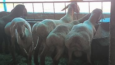 мультипу собака: Продаю | Баран (самец) | Арашан | Племенные — 4