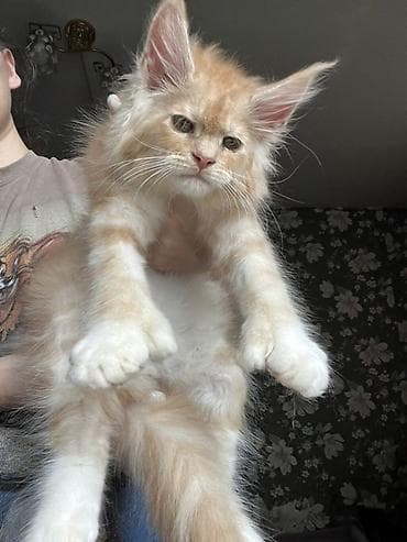 куплю хомяка с клеткой: Эксклюзивная мощные котята Мейн Куны полидакты с полным пакетом — 7