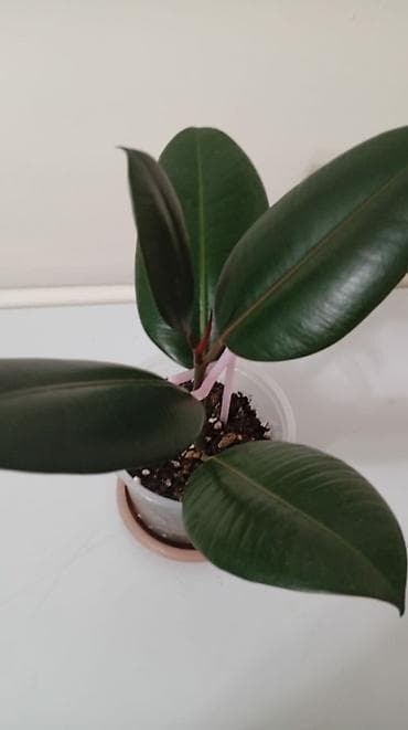 Хлорофитумдар: Комнатные цветы: фикус 350, хлорофитум 300, эпипремнум 200 — 1